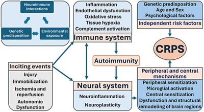 Mechanisms of complex regional pain syndrome